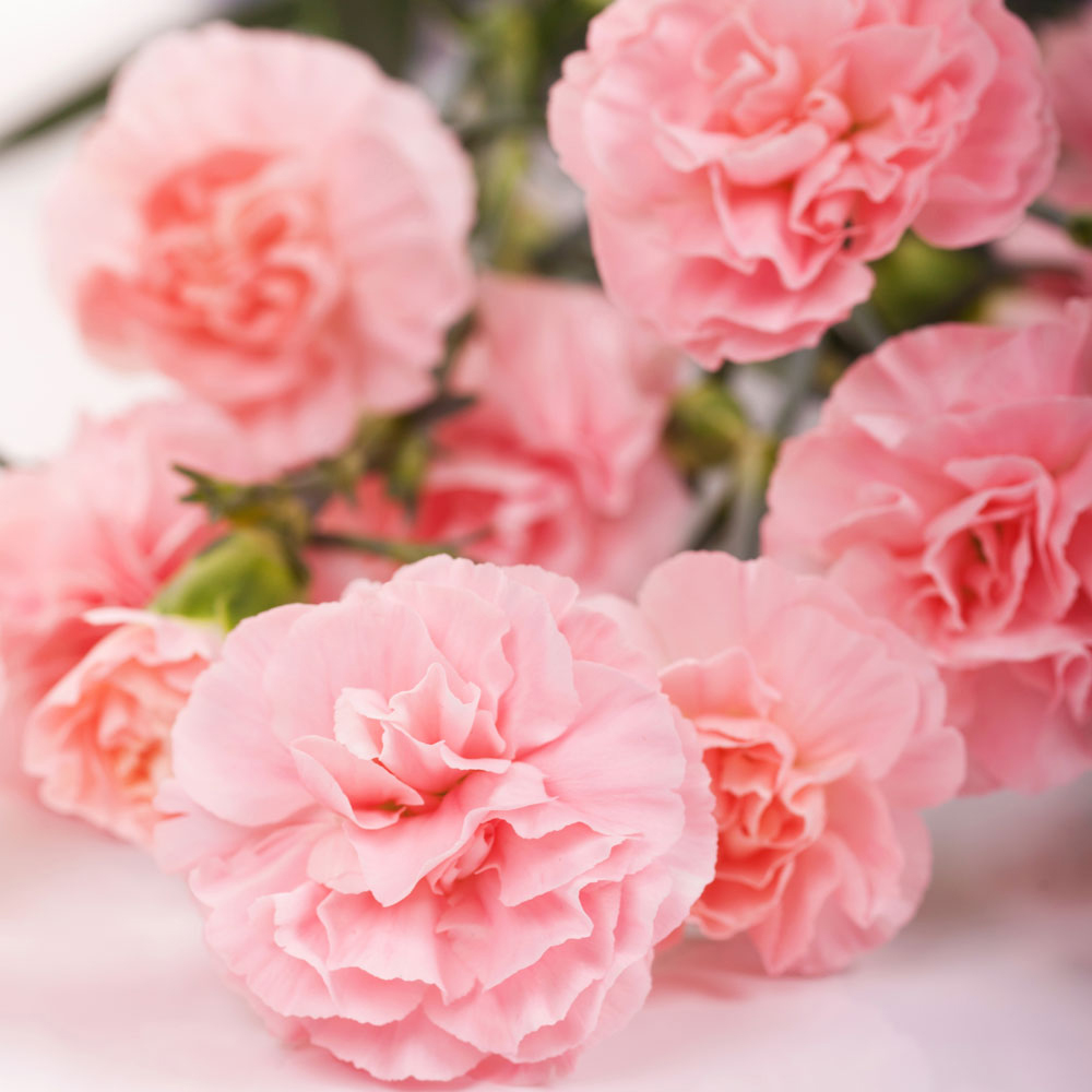 Dianthus 'Joy'