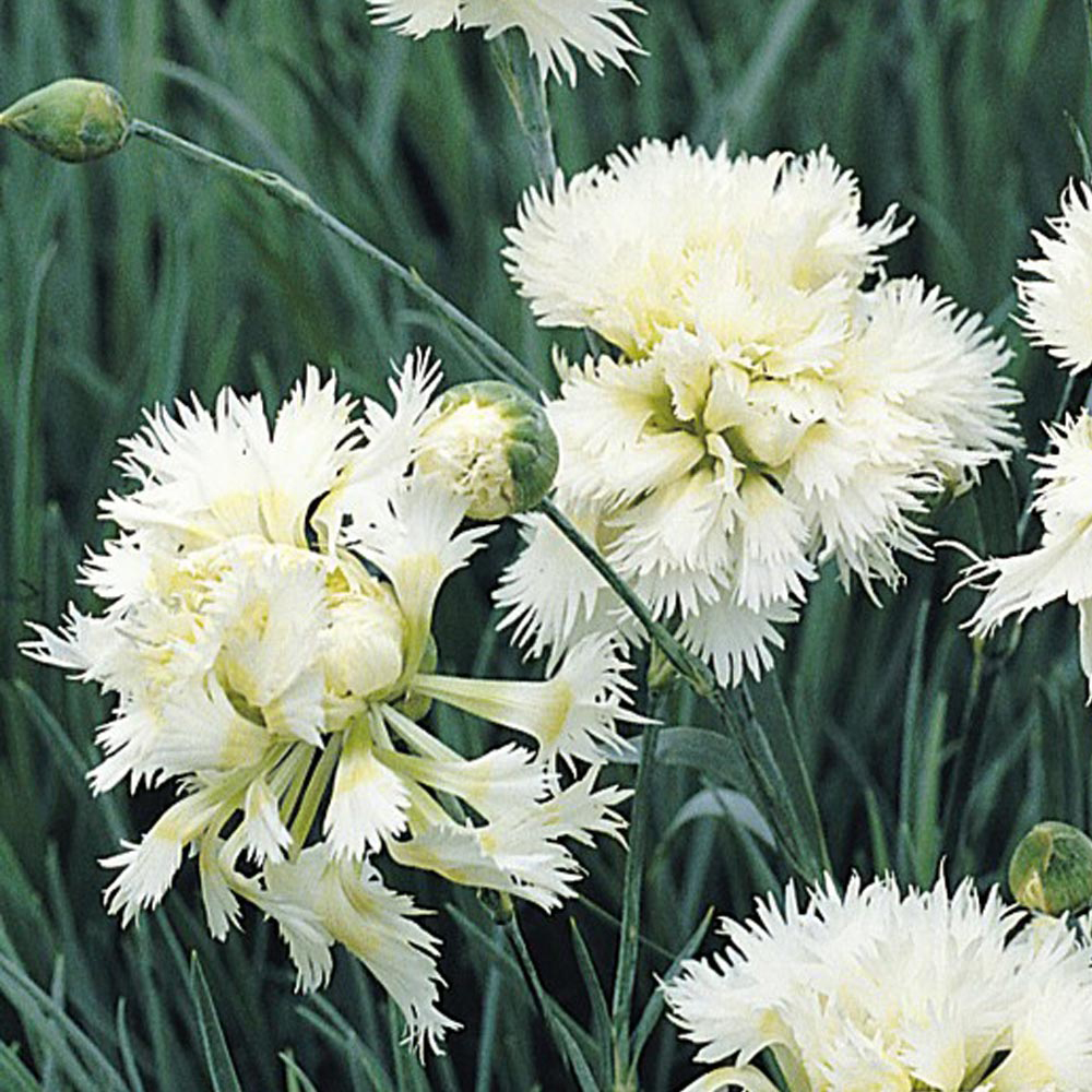 Dianthus 'Mrs Sinkins'