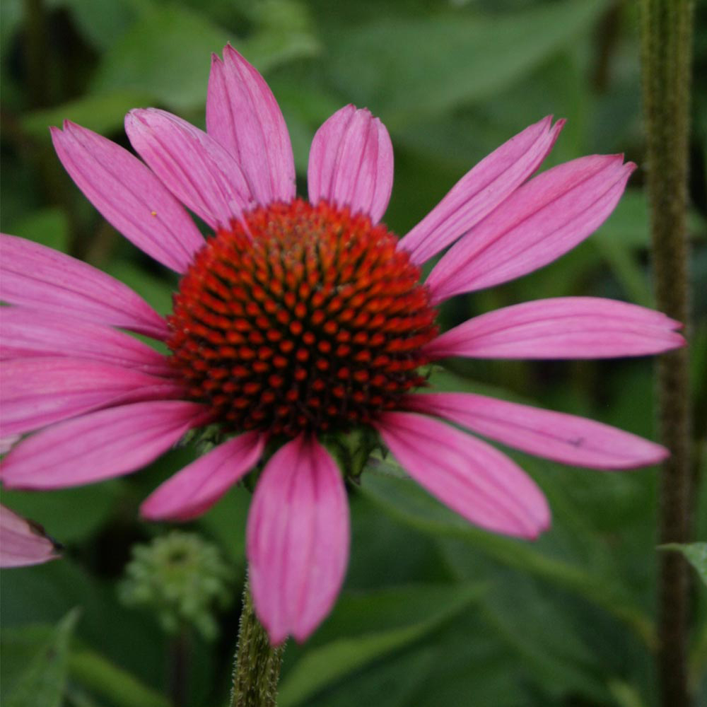 Echinacea purpurea 'Little Magnus'