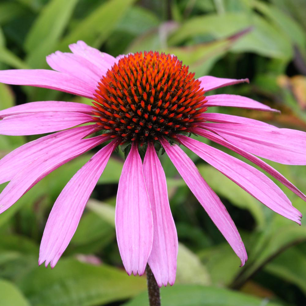 Echinacea purpurea 'Rubinstern'