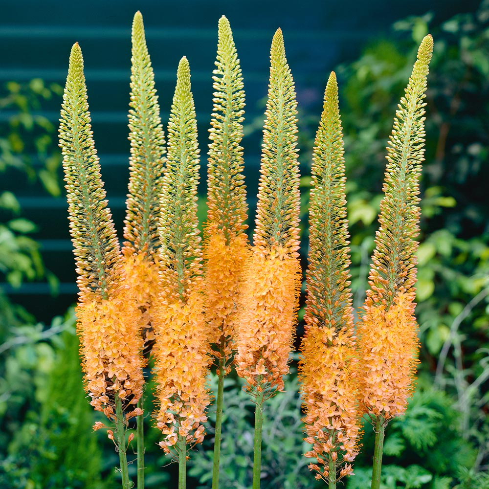 Eremurus x isabellinus 'Cleopatra'