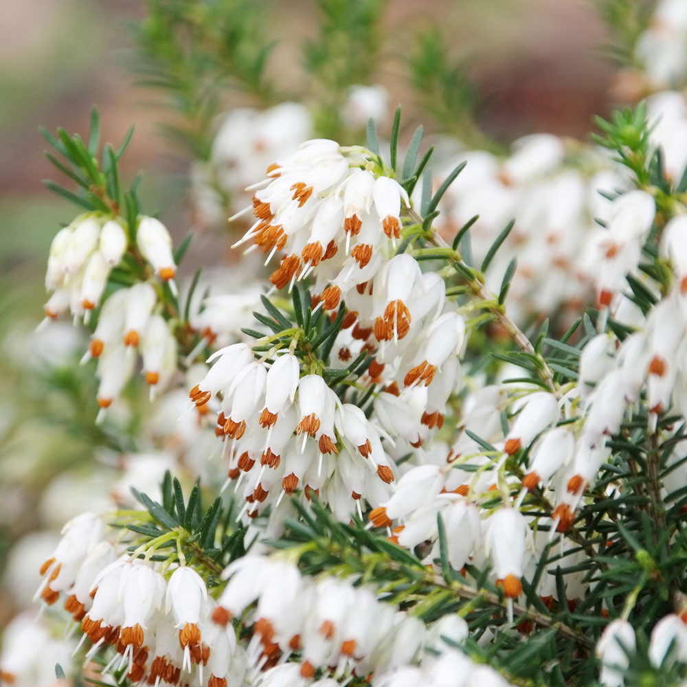 Erica carnea f. alba 'Golden Starlet'