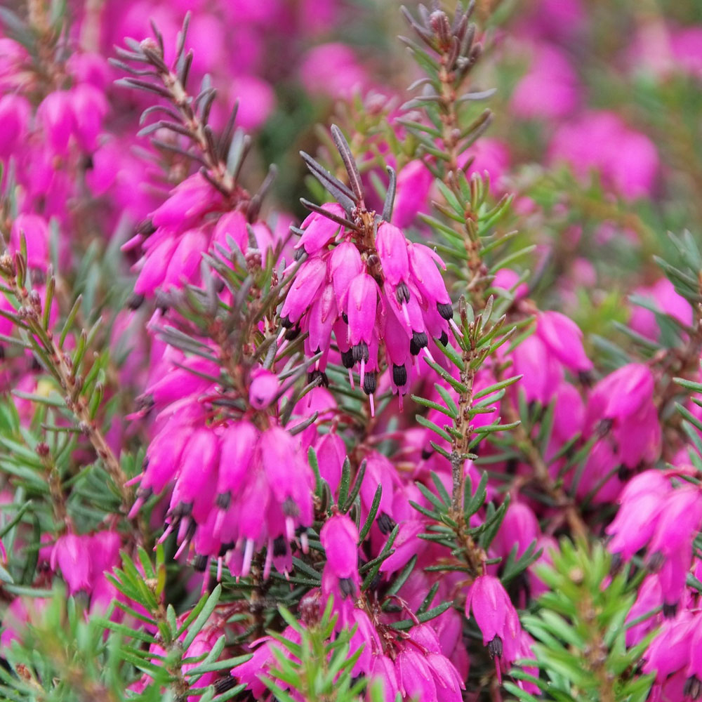 Erica carnea 'Myretoun Ruby'