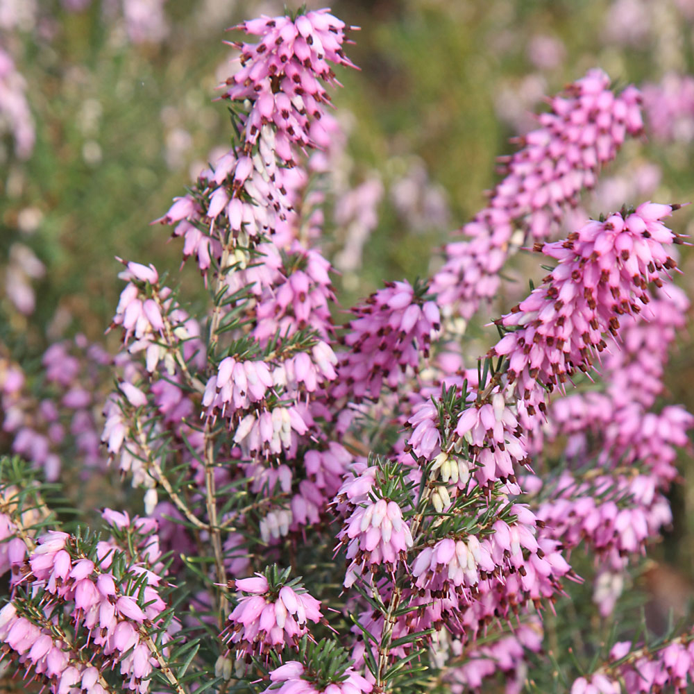 Erica carnea 'Pink Spangels'