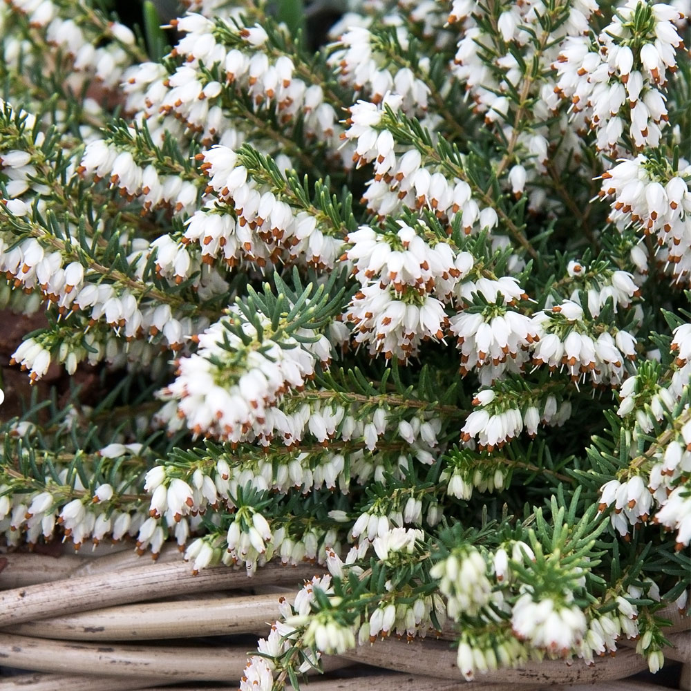 Erica carnea f. alba 'Snow Queen'