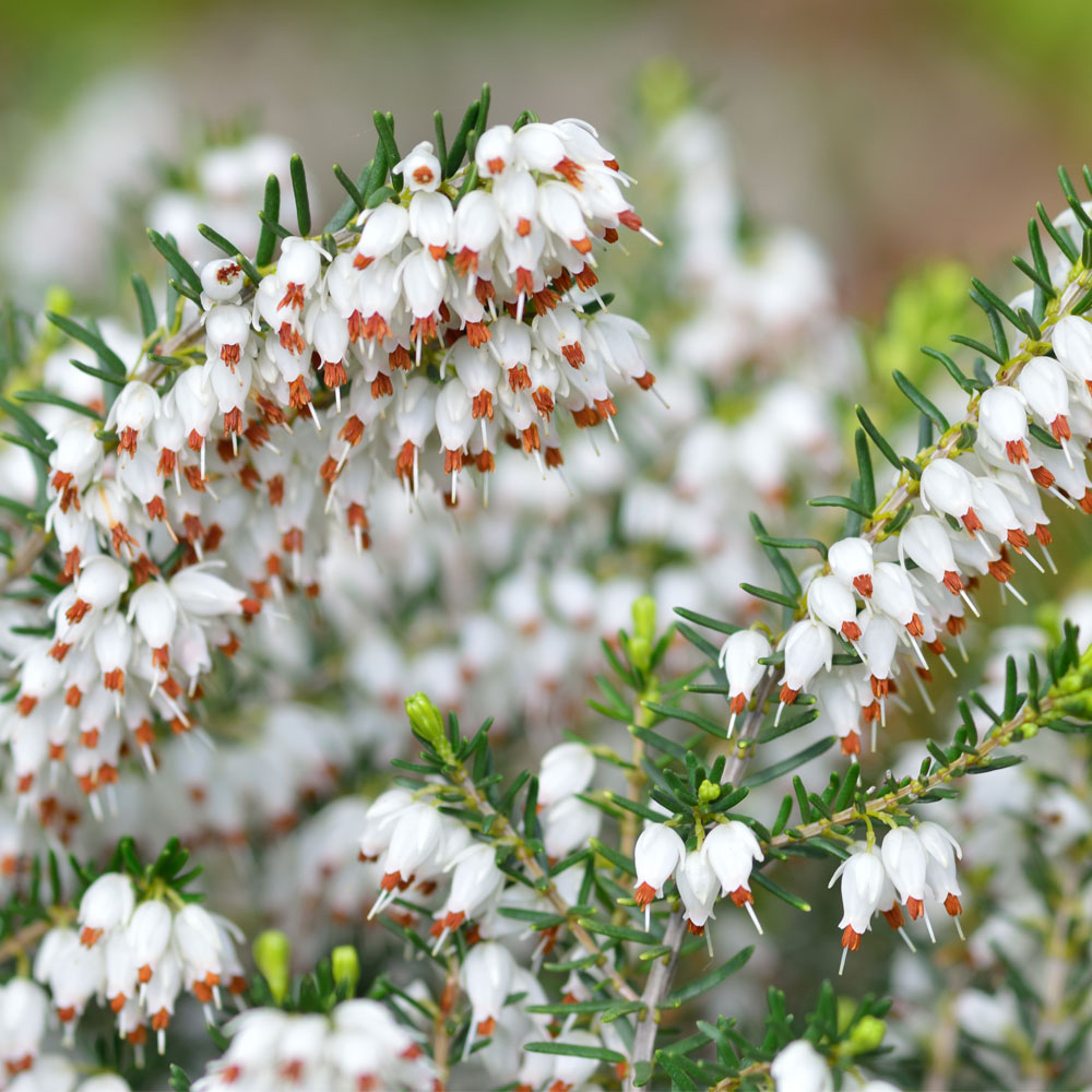 Erica x darleyensis f. albiflora 'White Perfection'