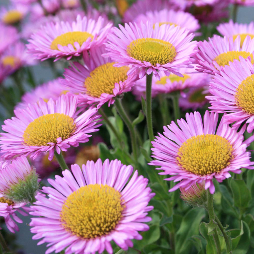 Erigeron glaucus 'Sea Breeze'