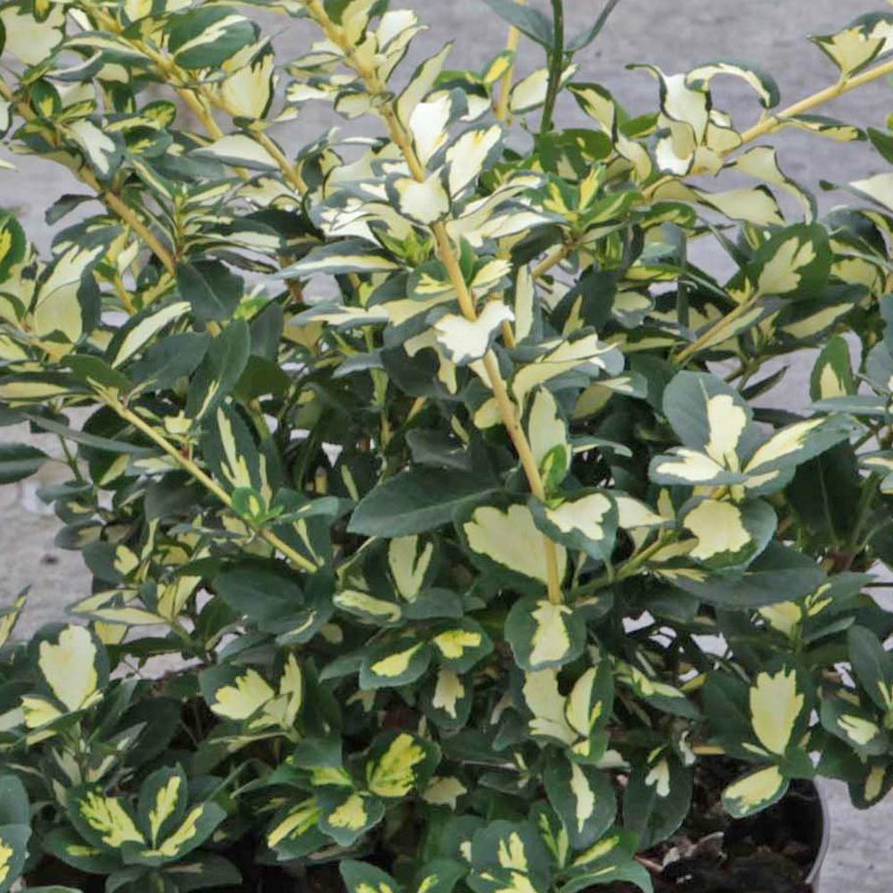 Euonymus fortunei 'Blondy'