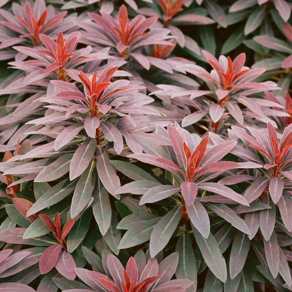 Euphorbia amygdaloides 'Ruby Glow'