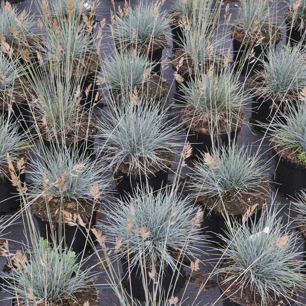 Festuca glauca 'Elijah Blue'