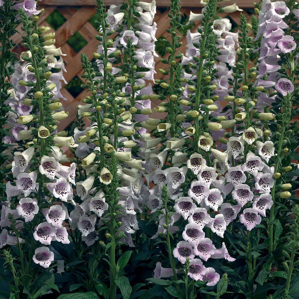 Foxglove 'Camelot Lavender'