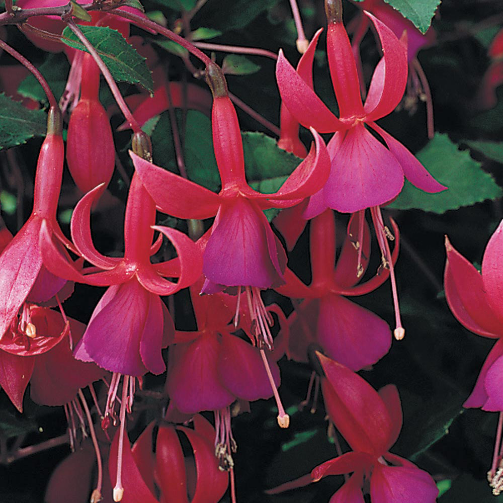 Fuchsia 'Beacon' (Hardy)