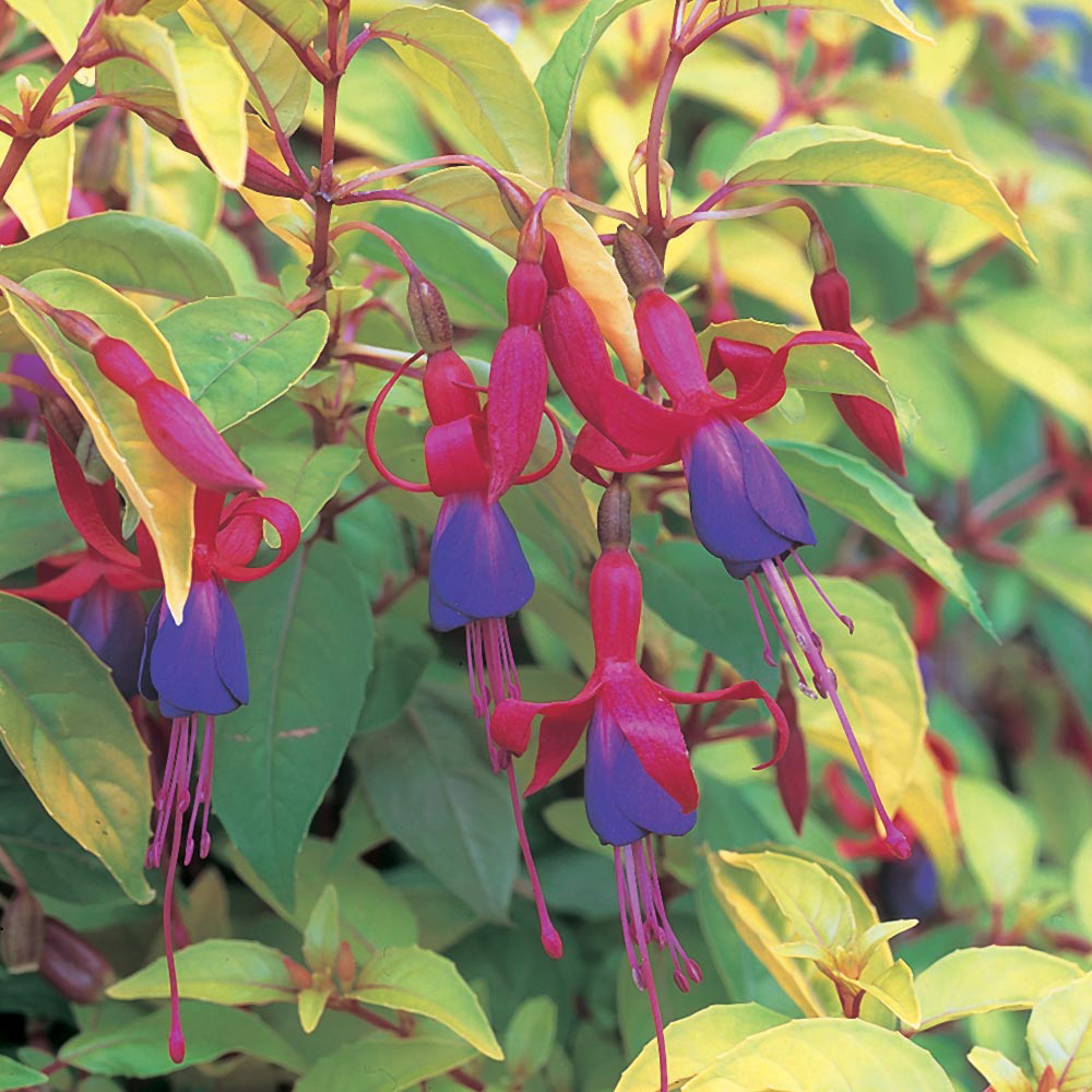 Fuchsia 'Genii' (Hardy)