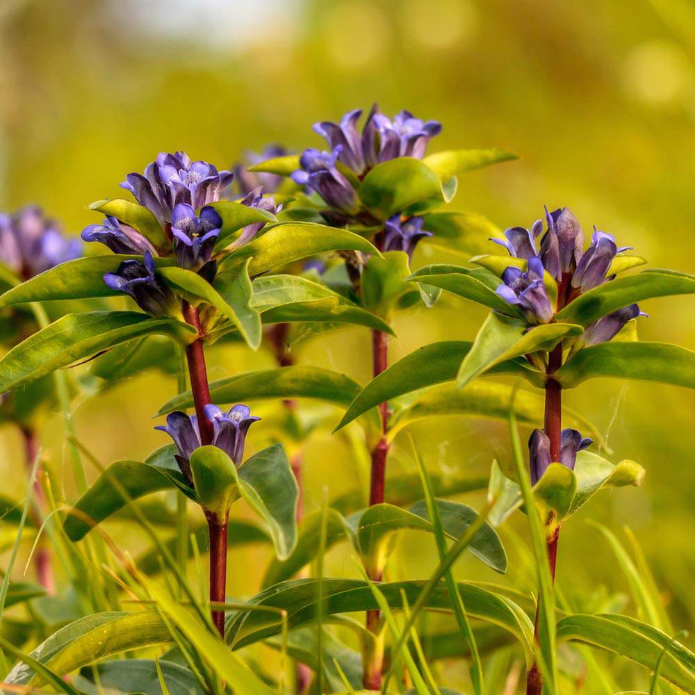 Gentiana cruciata