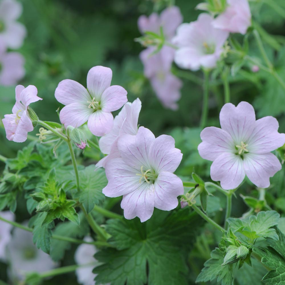 Geranium 'Dreamland'