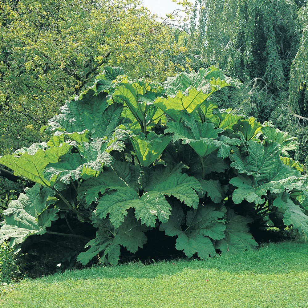 Gunnera manicata