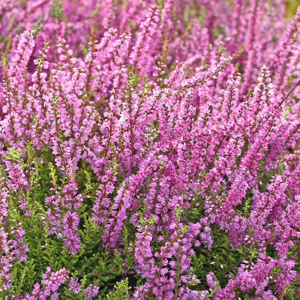 Heather x darleyensis