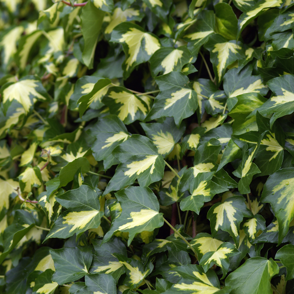 Hedera helix 'Goldheart'