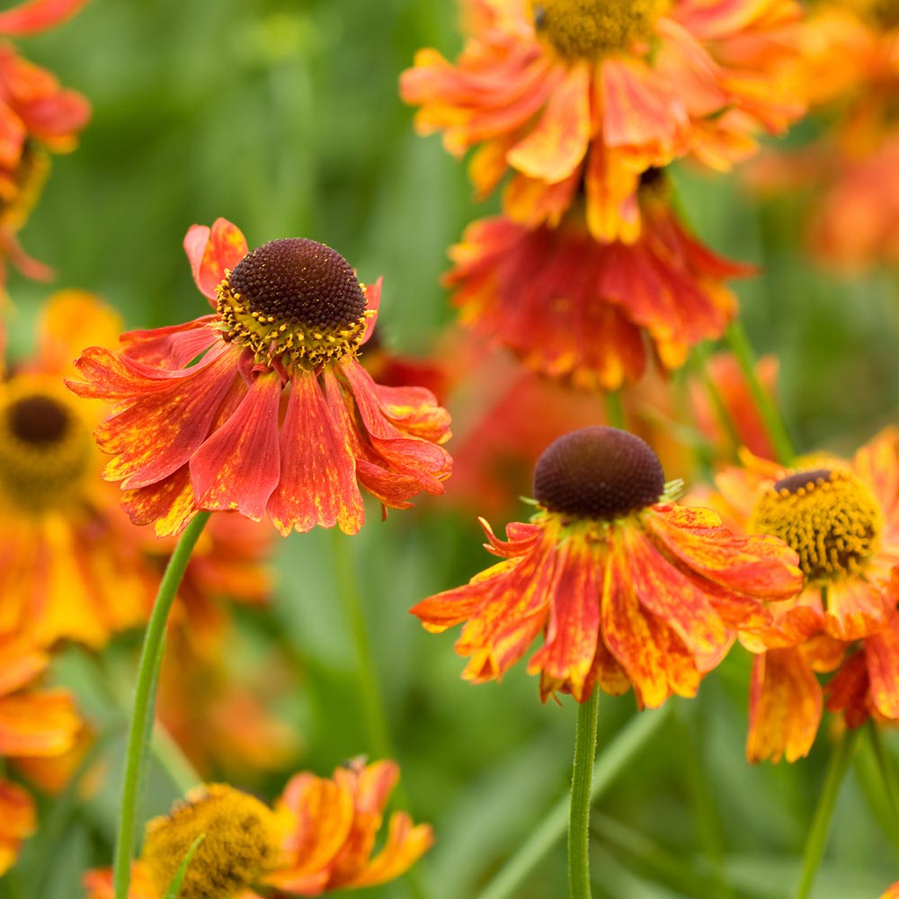 Helenium 'Moerheim Beauty'