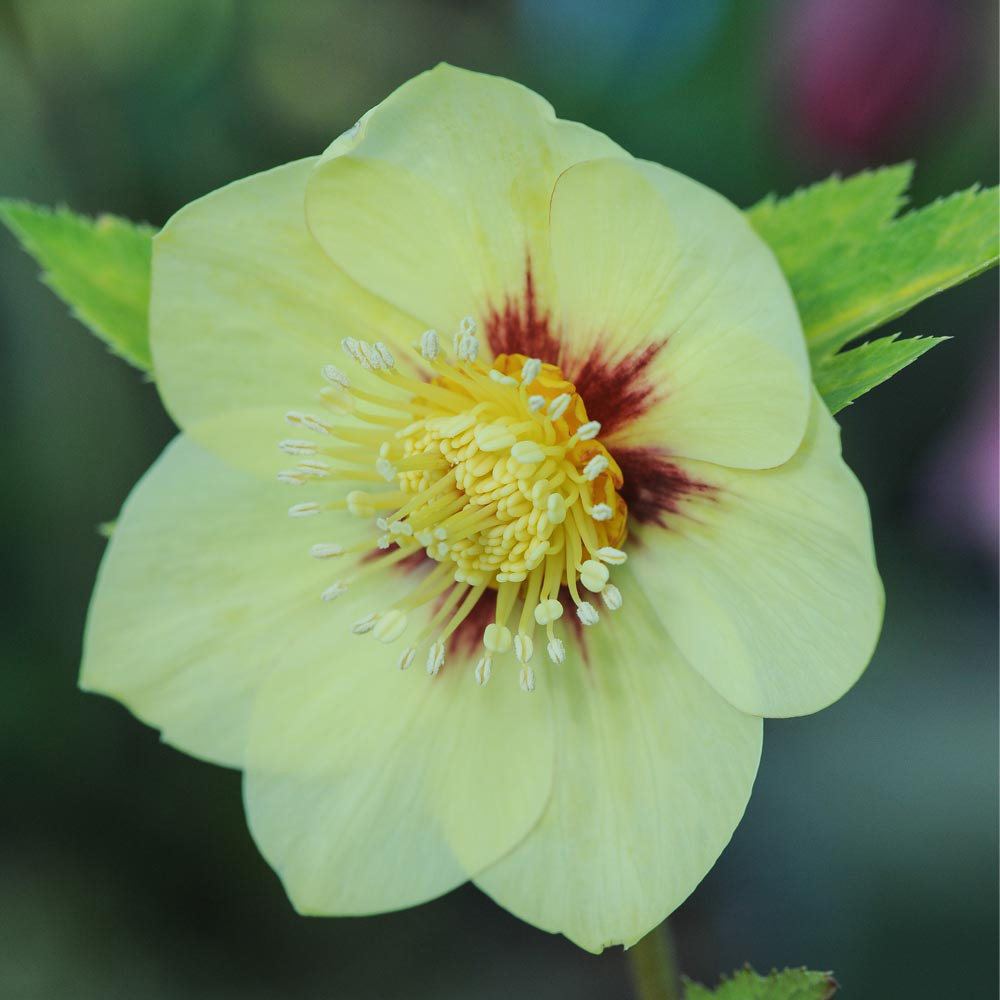 Hellebore 'Single Gold Red'