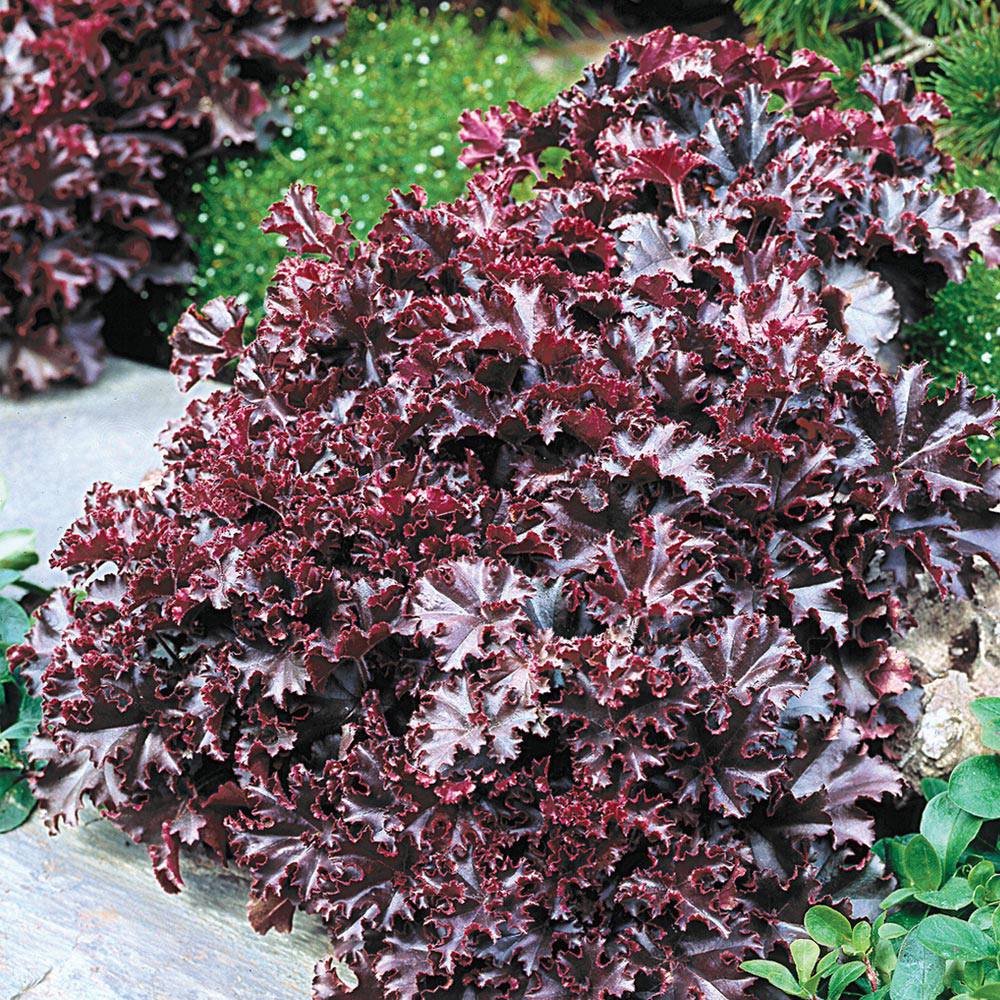 Heuchera 'Melting Fire'