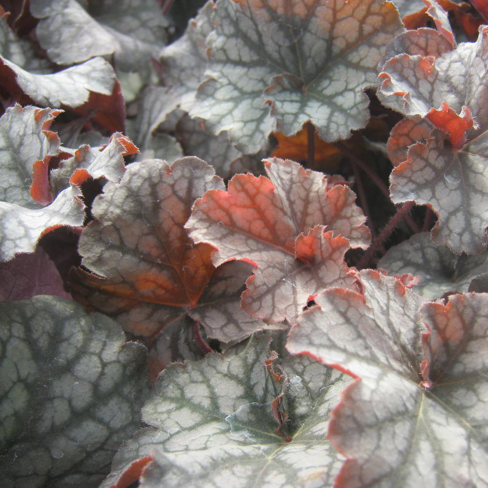 Heuchera 'Stormy Seas'