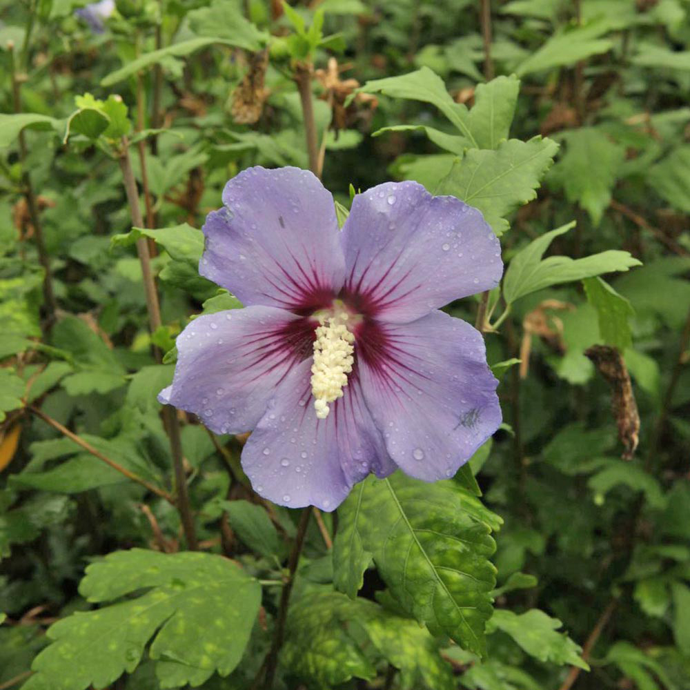 Hibiscus syriacus 'Oiseau Bleu'