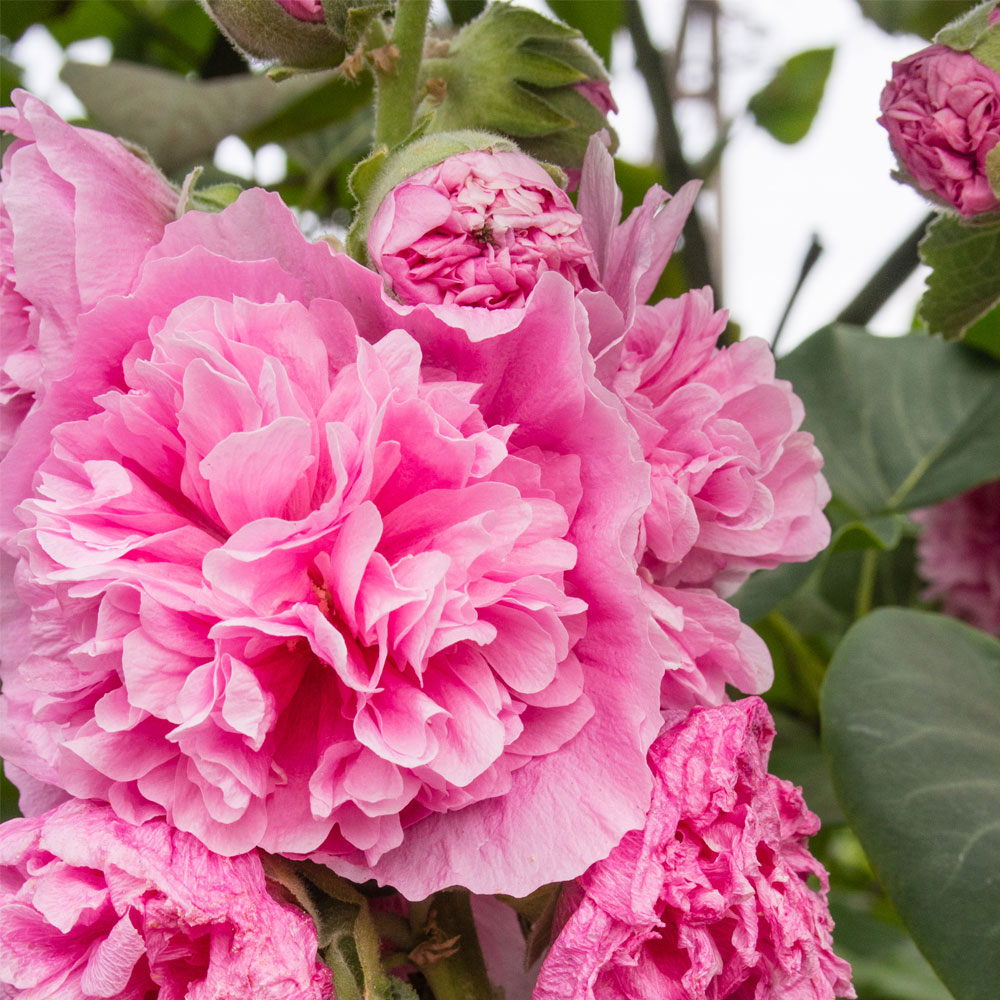 Hollyhock rosea 'Pleniflora'