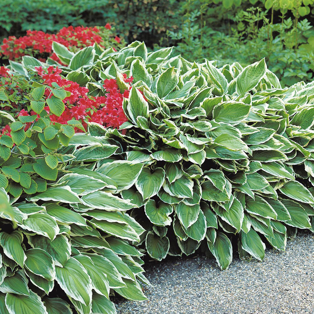 Hosta fortunei 'Albomarginata'