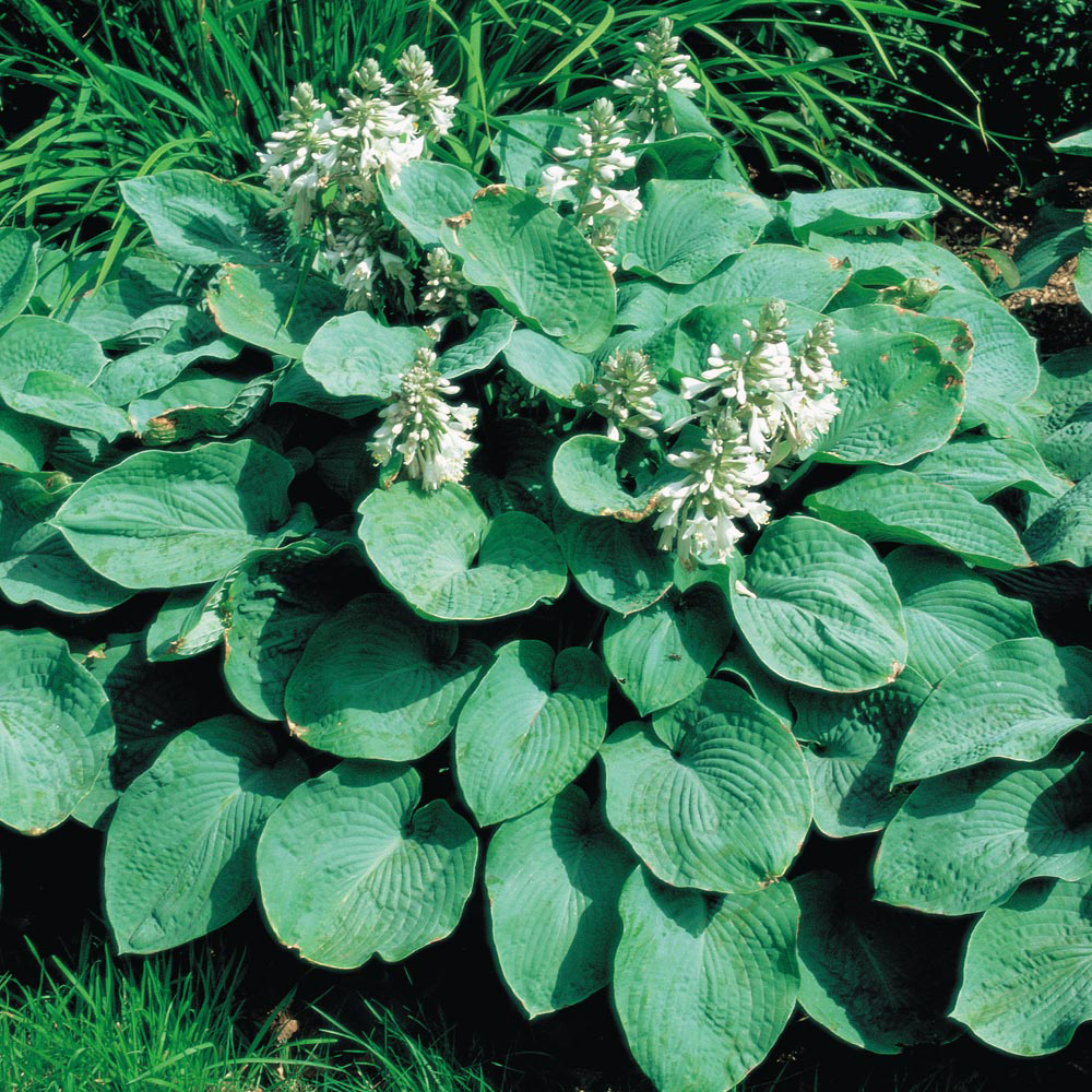 Hosta sieboldiana var. elegans