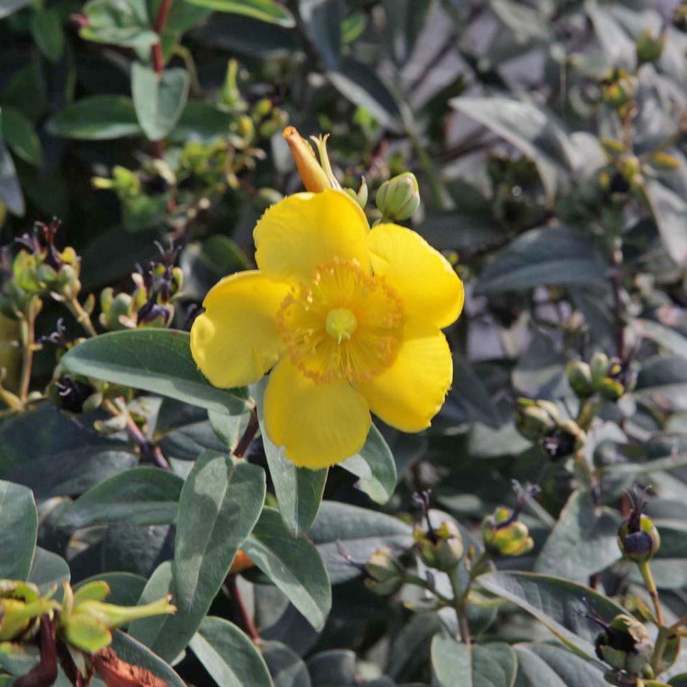 Hypericum 'Hidcote'