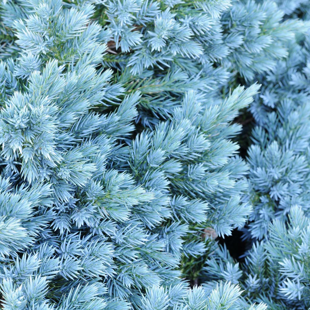 Juniperus chinensis 'Blaauw'