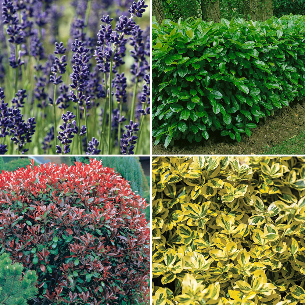 Nurserymans Choice Large Plants (3-4 litre)