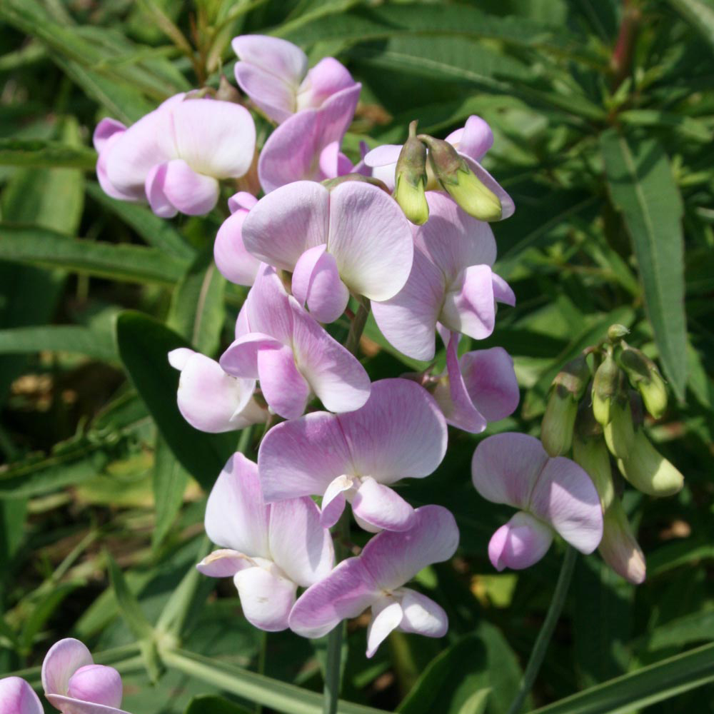 Lathyrus latifolius 'Rosa Perle'