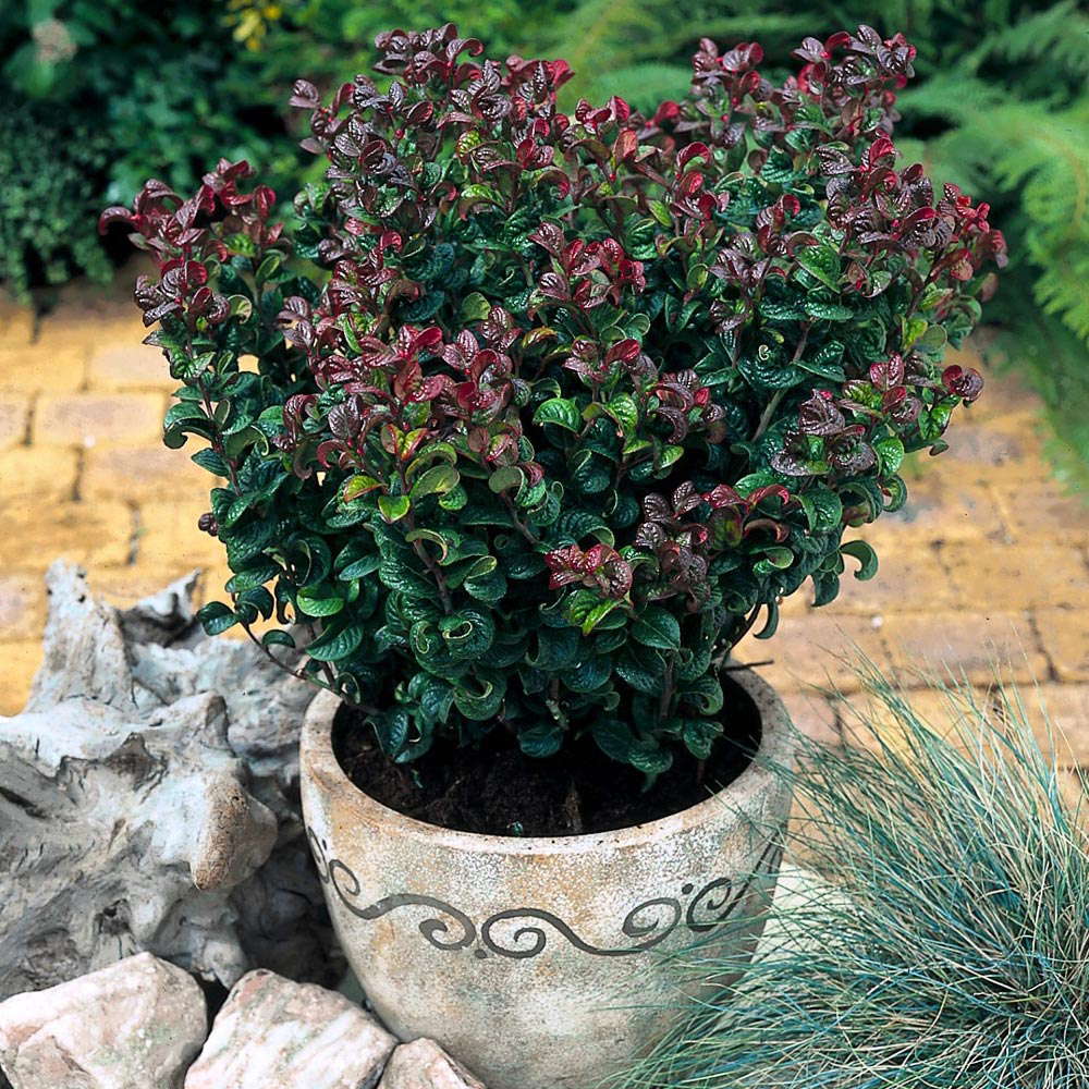 Leucothoe axillaris 'Curly Red'