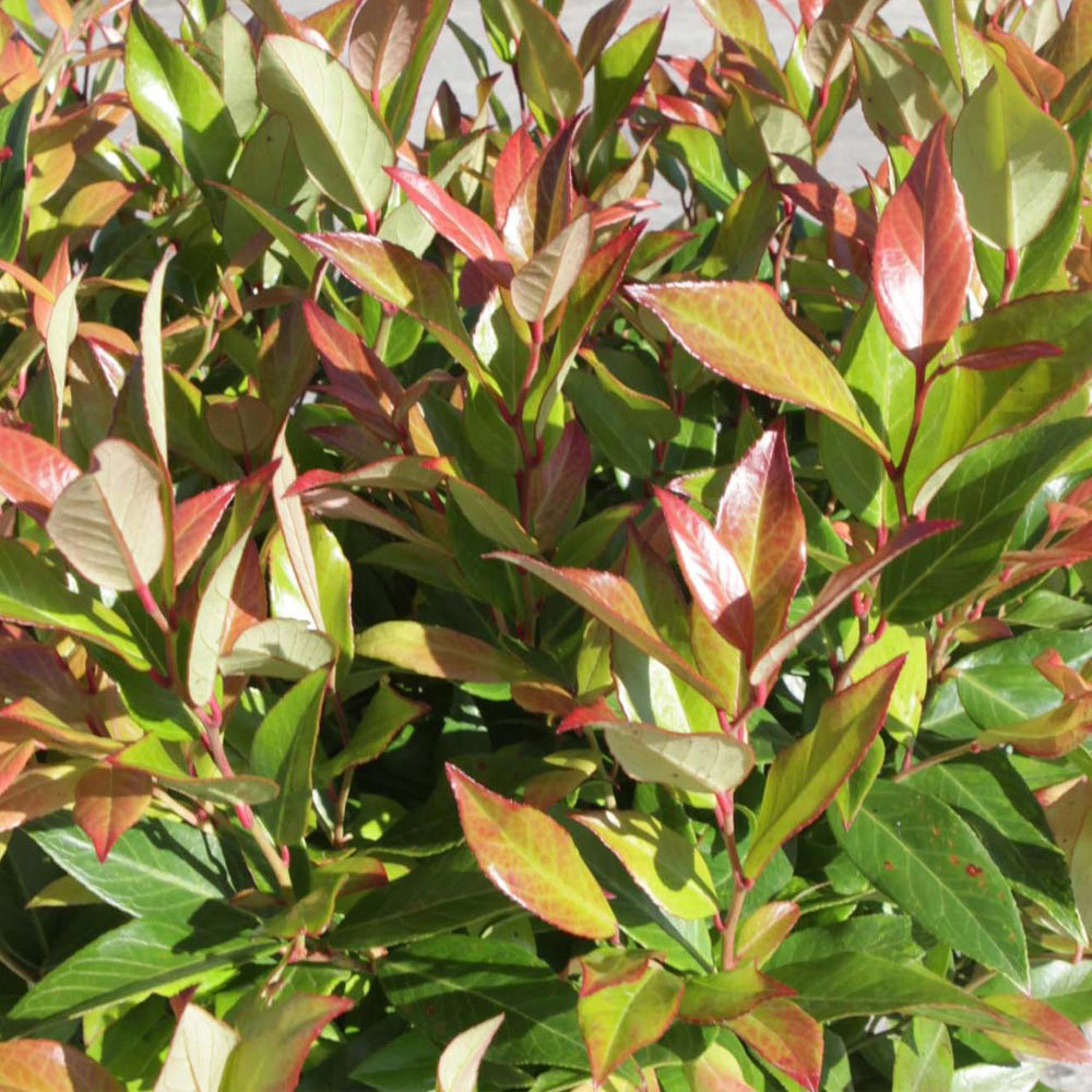 Leucothoe 'Scarletta'