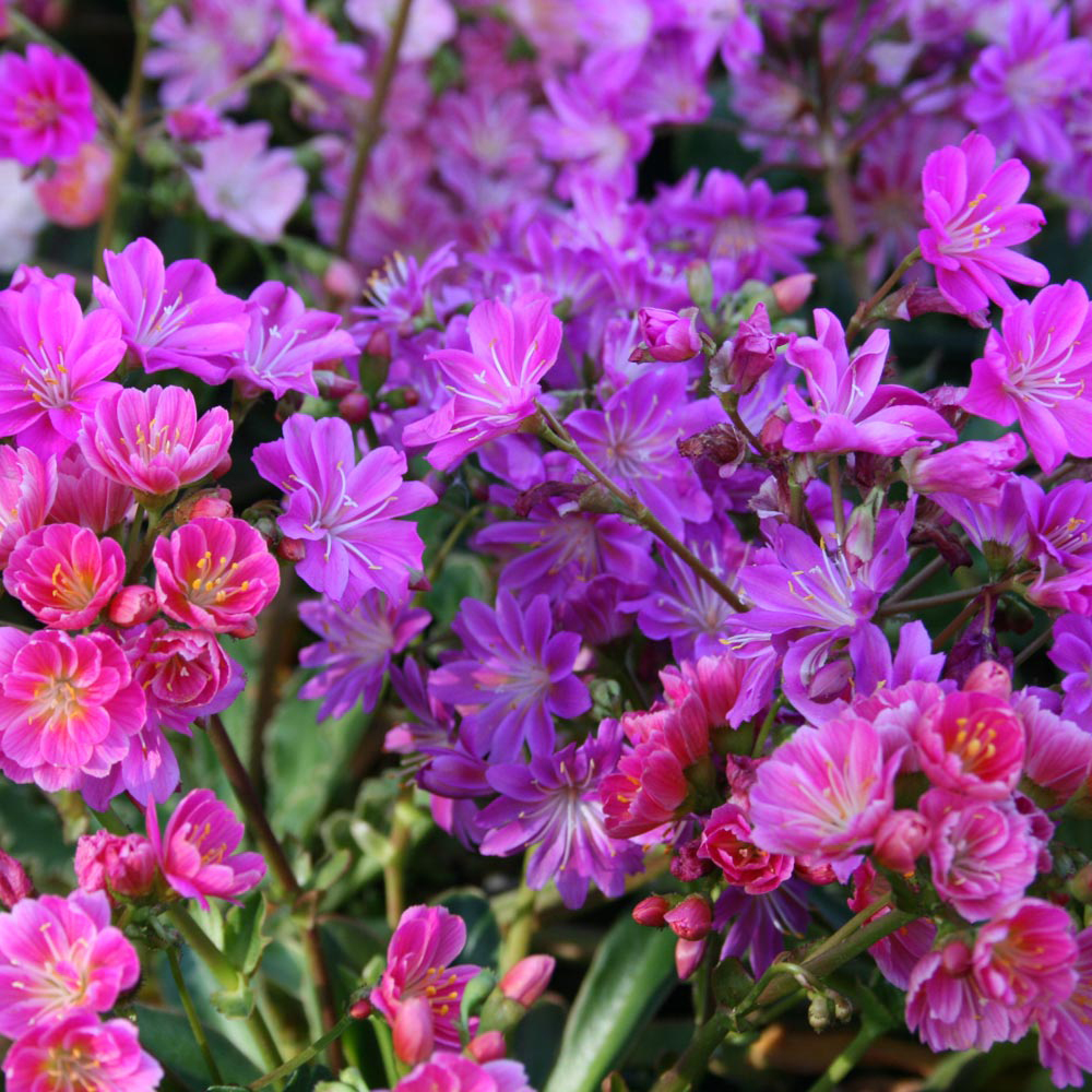 Lewisia cotyledon 'Regenbogen'