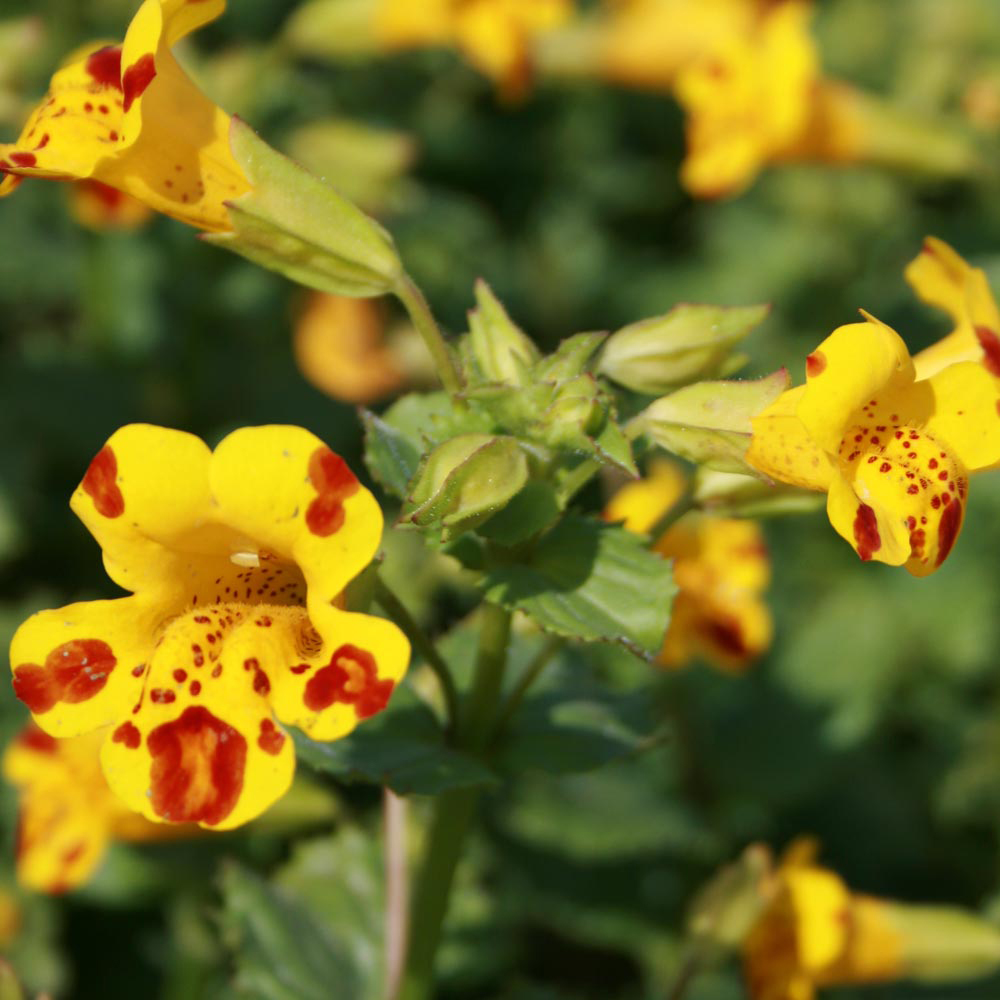 Mimulus x cultorum 'Major Bees'