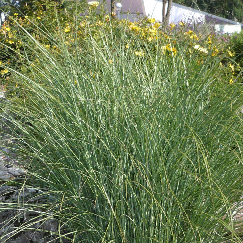 Miscanthus sinensis 'Gracillimus'