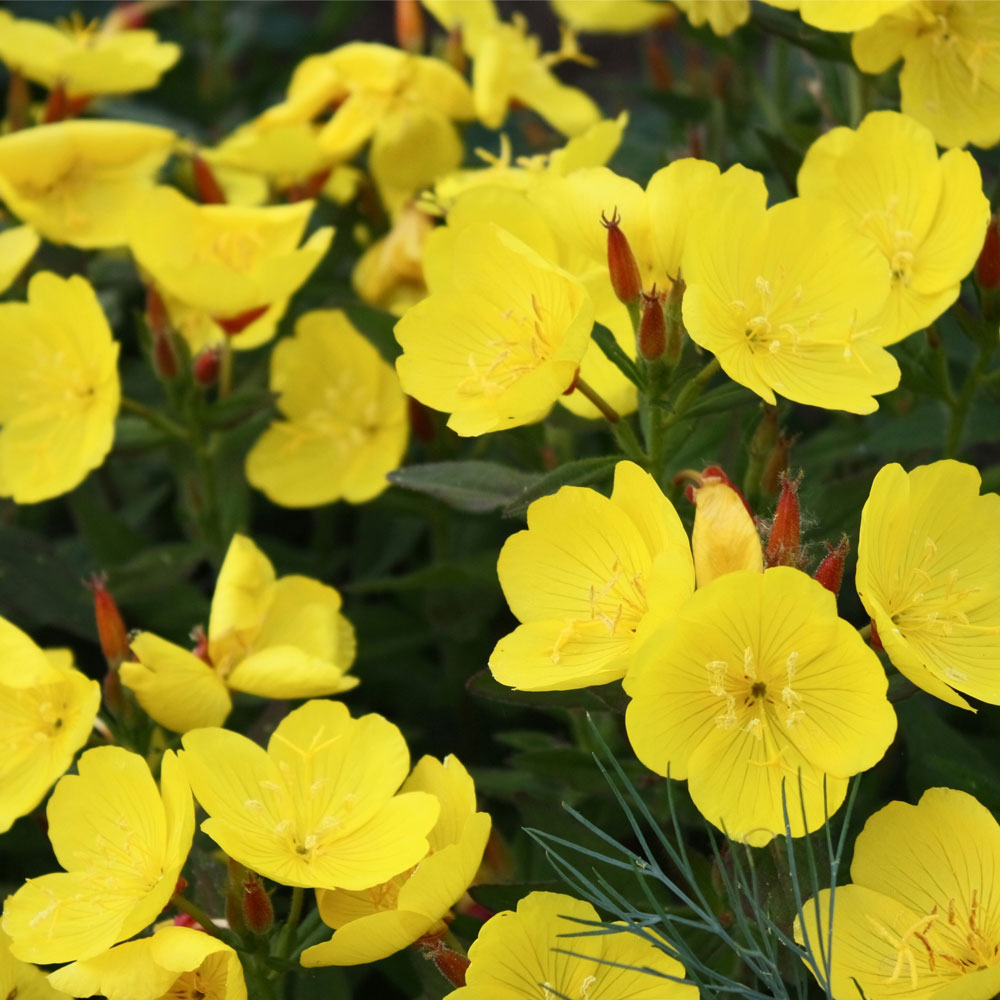 Oenothera fruticosa 'African Sun'