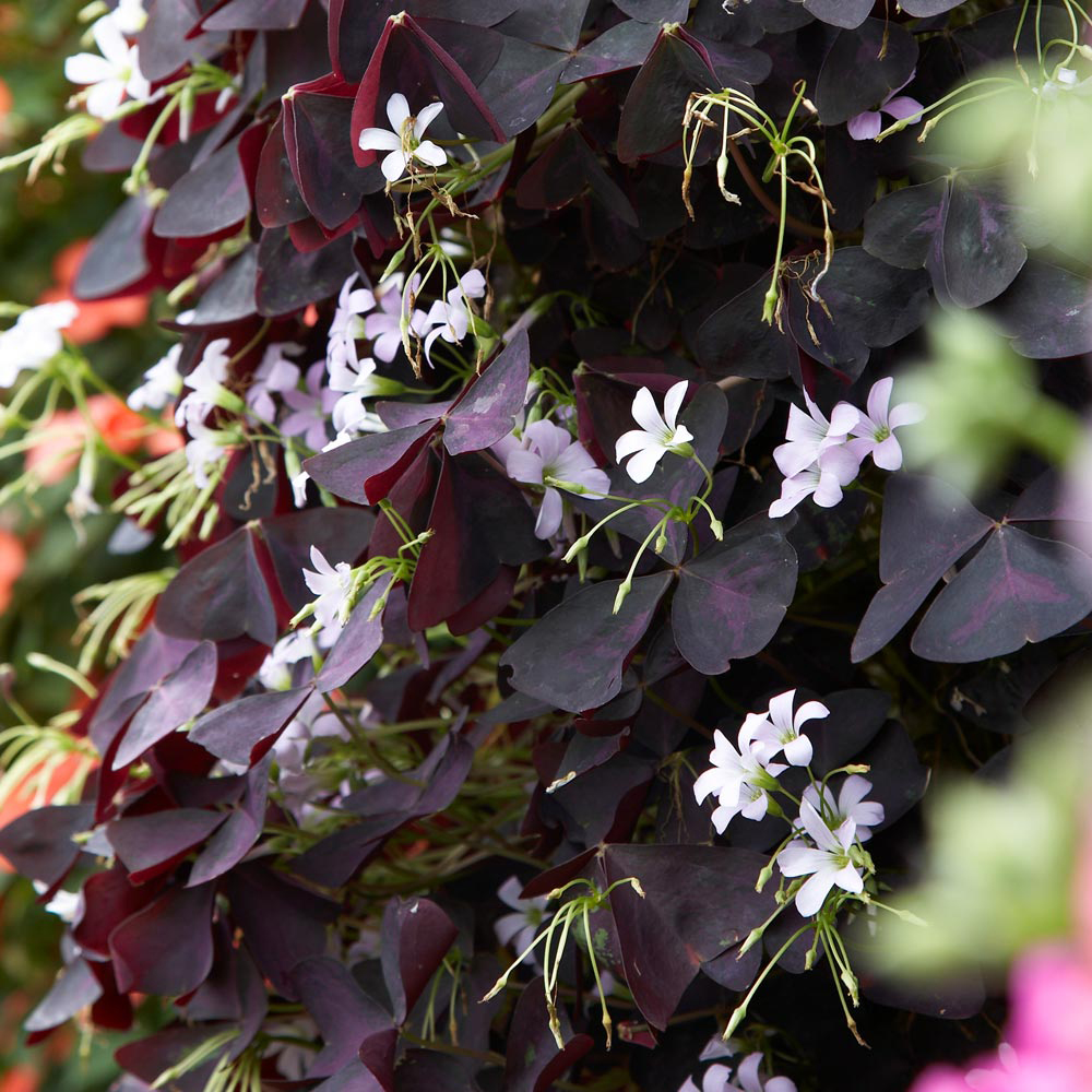 Oxalis triangularis 'Burgundy Wine'