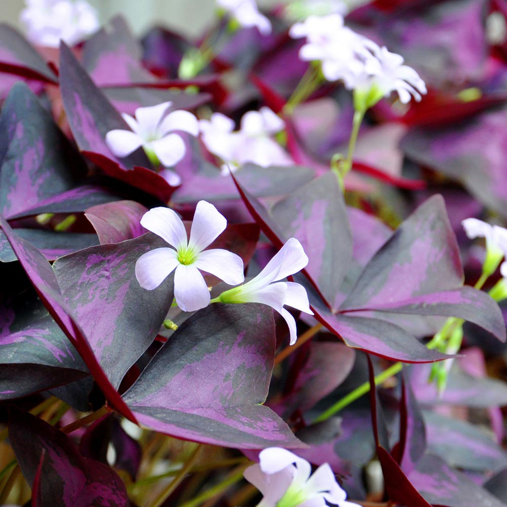 Oxalis 'Sunny'