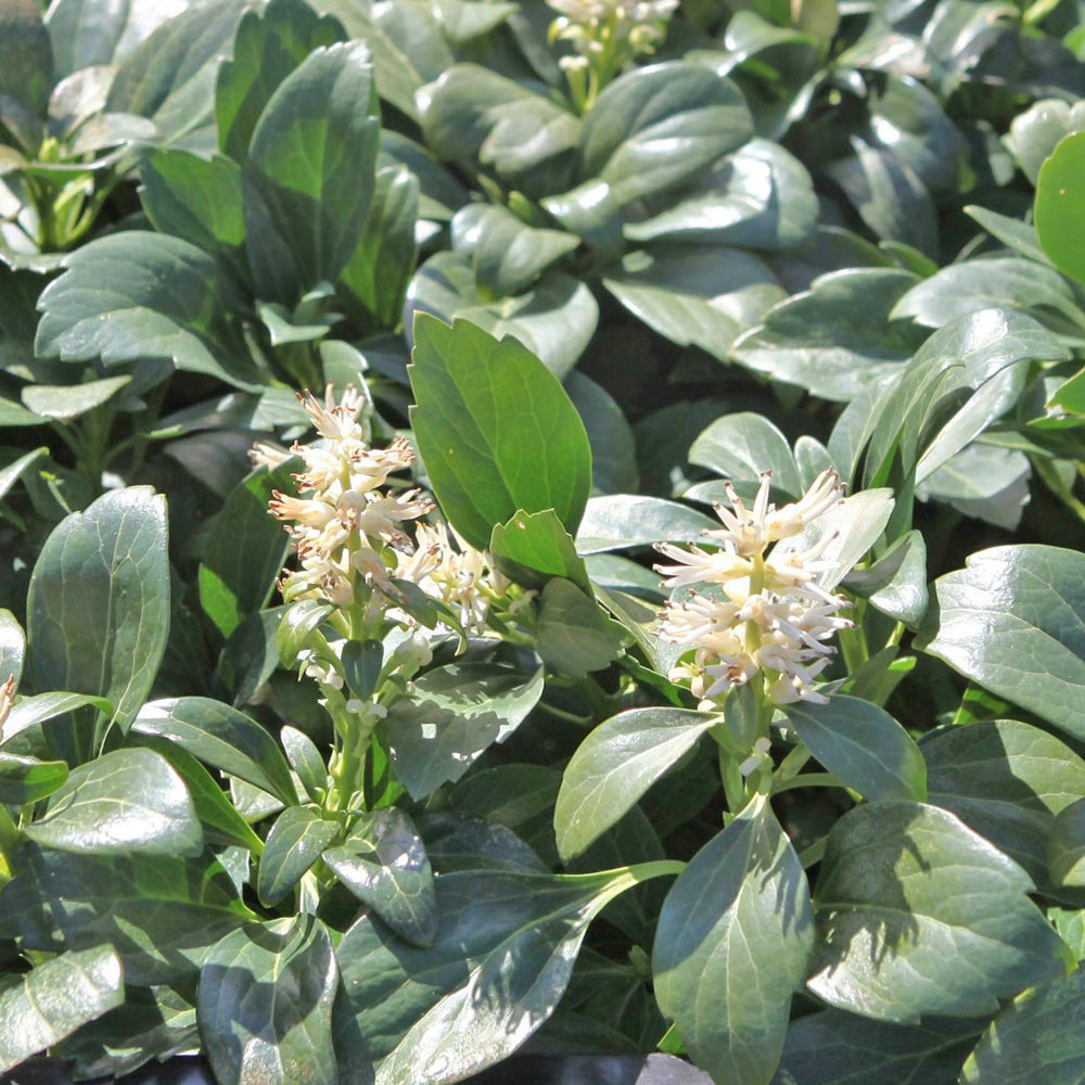 Pachysandra terminalis 'Green Carpet'