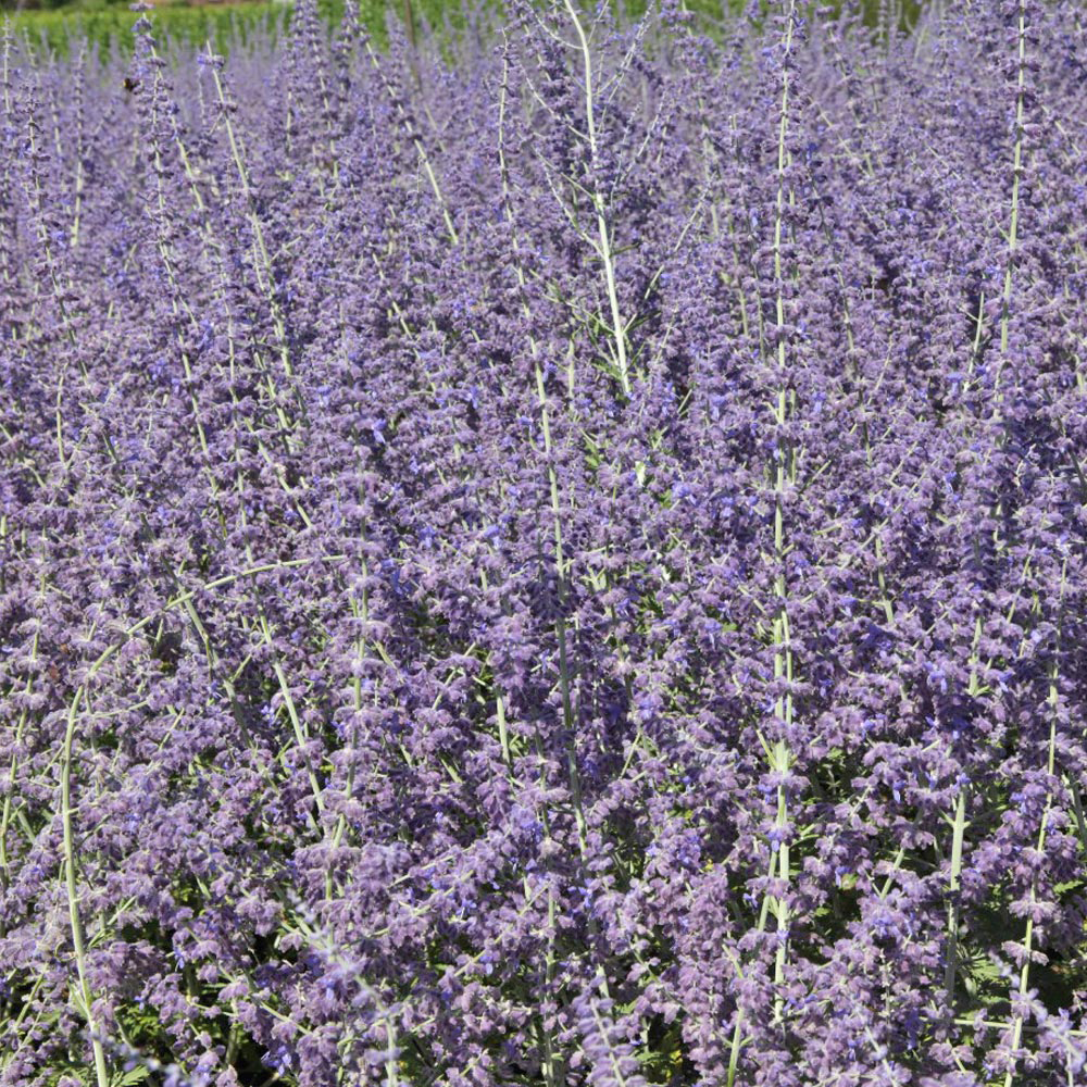 Perovskia 'Blue Spire'