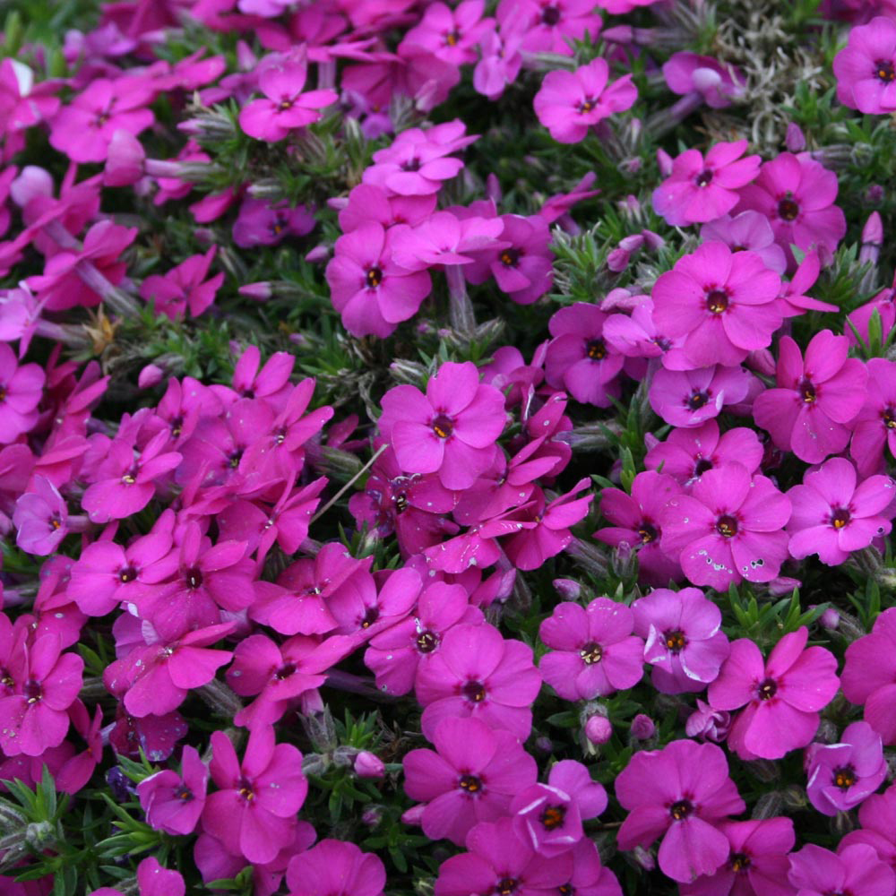 Phlox douglasii 'Red Admiral'