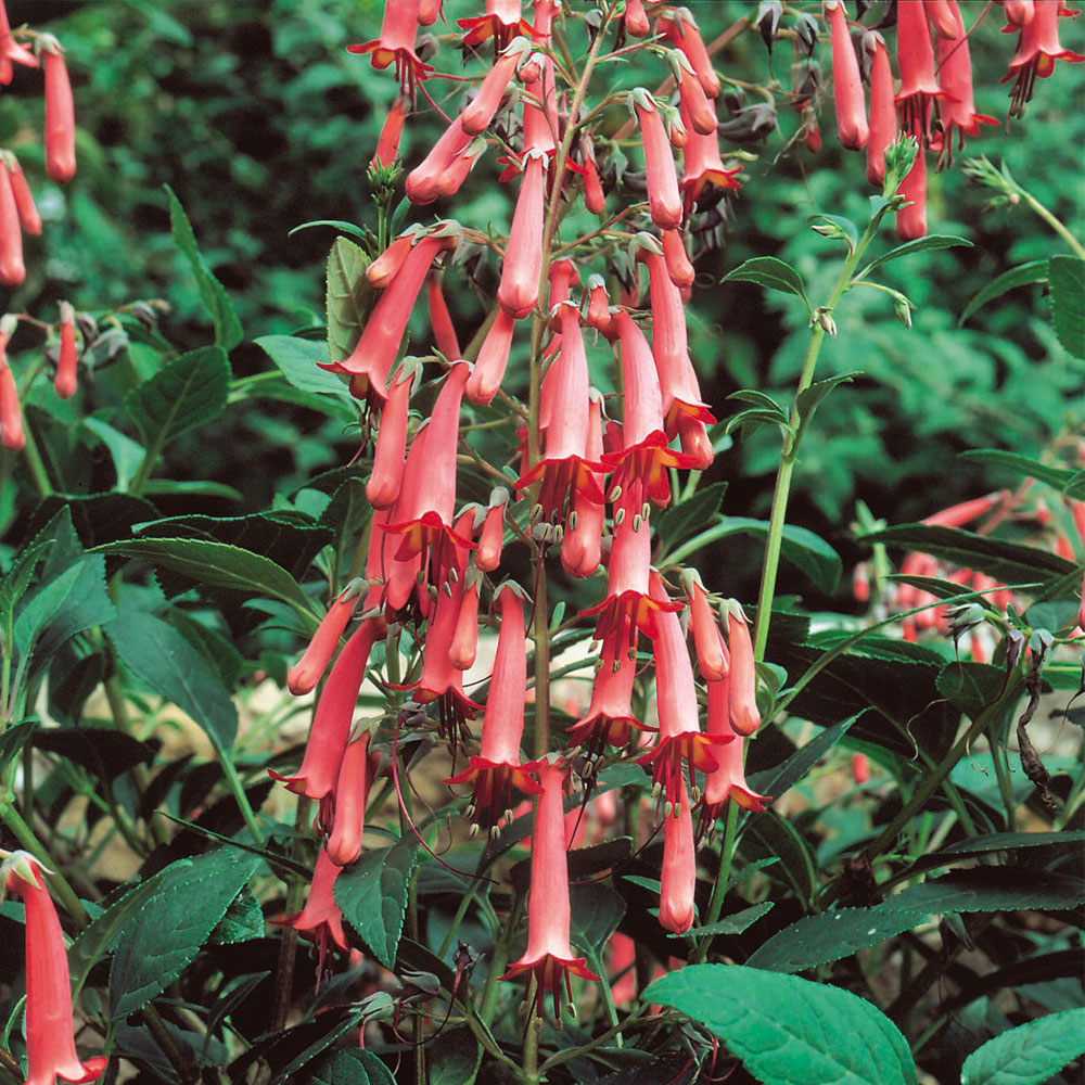 Phygelius 'Pheeges Festive Orange'