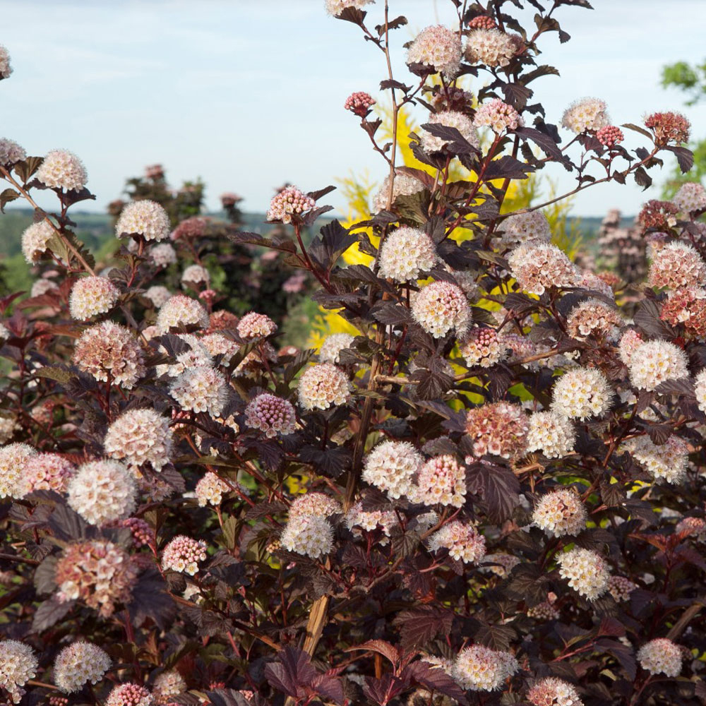 Physocarpus opulifolius 'Lady in Red'