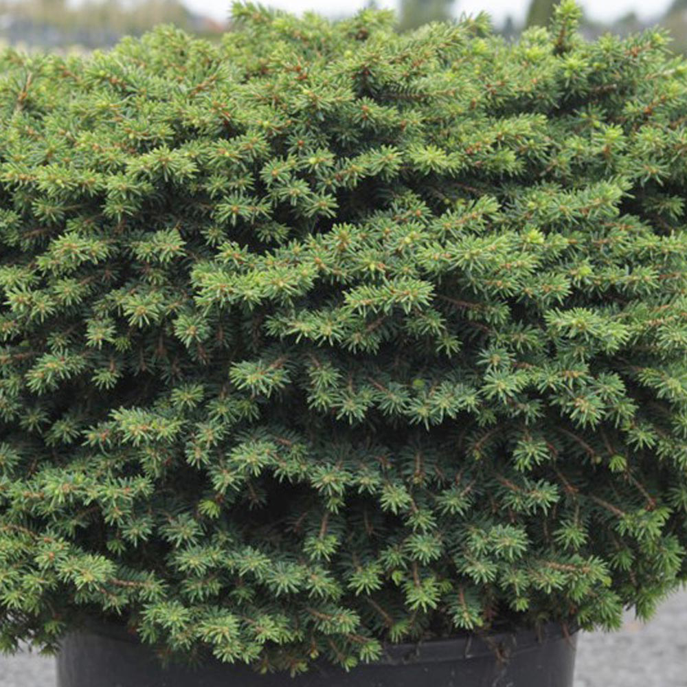 Picea abies 'Little Gem' (Large Plant)