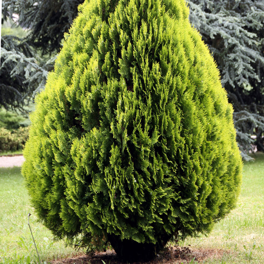 Platycladus orientalis 'Aurea Nana'