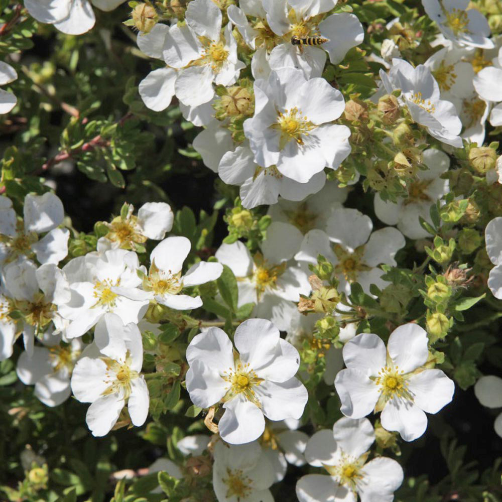 Potentilla fruticosa 'Abbotswood'